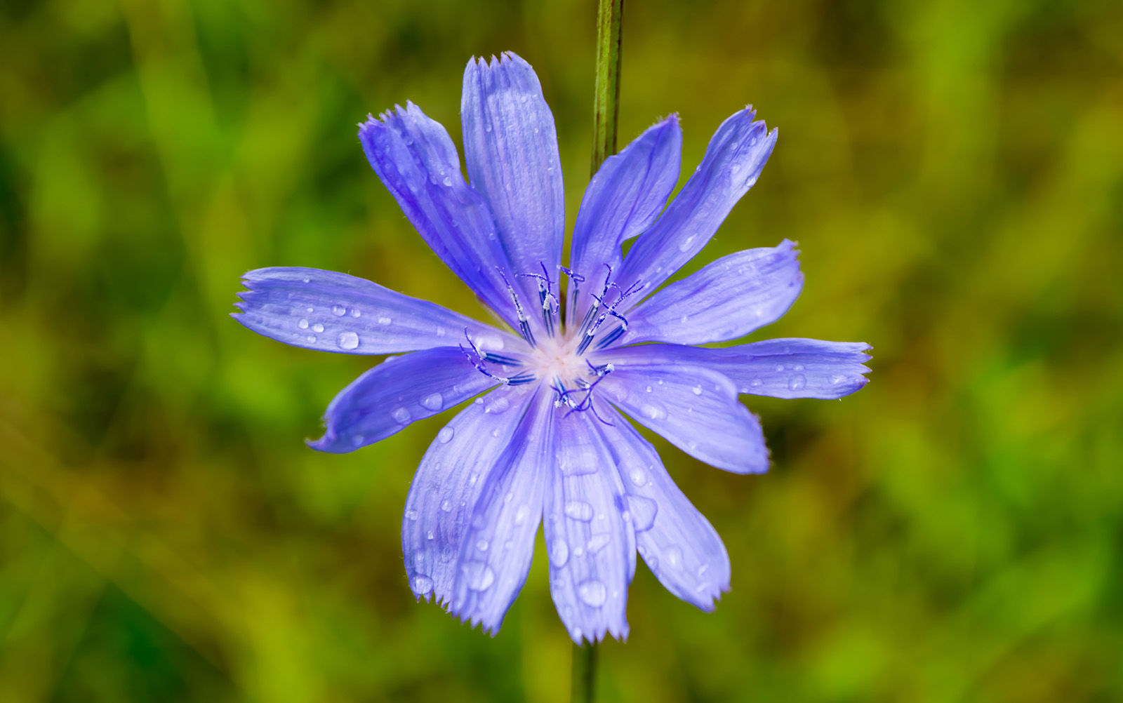 Chickory